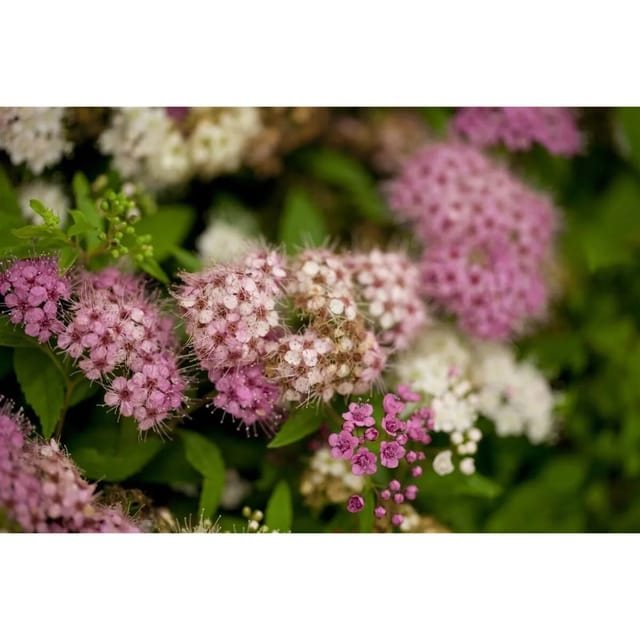 Spiraea Japonica Shirobana Japanische Spiere Mehrfarbig 20–30 cm