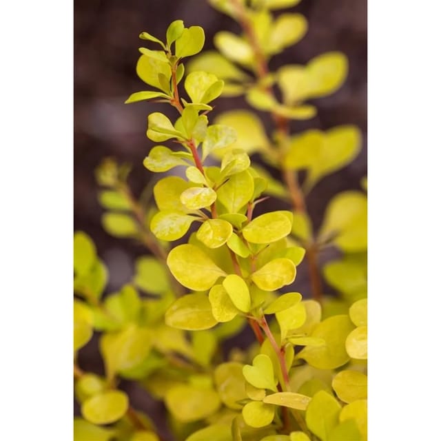 Berberis Thunbergii Golden Dream ® Gelbgrün 20–25 cm