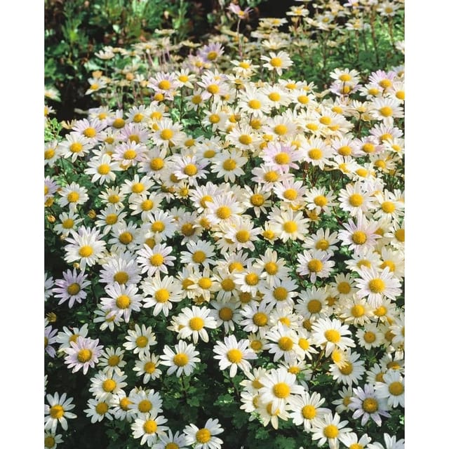 Dendranthema Arcticum-Hybr. Stella Gartenchrysantheme Ca. 9x9 cm Topf