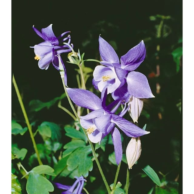 Aquilegia Alpina Alpenakelei Ca. 9x9 cm Topf