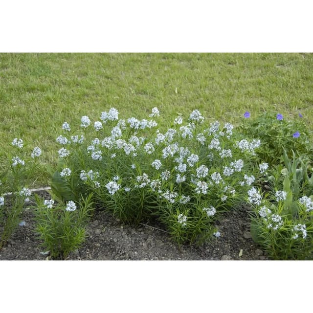 Amsonia Hubrichtii Ca. 9x9 cm Topf