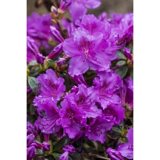 Rhododendron Obt. Diamant Rosa Rosa Blüten 20–25 cm