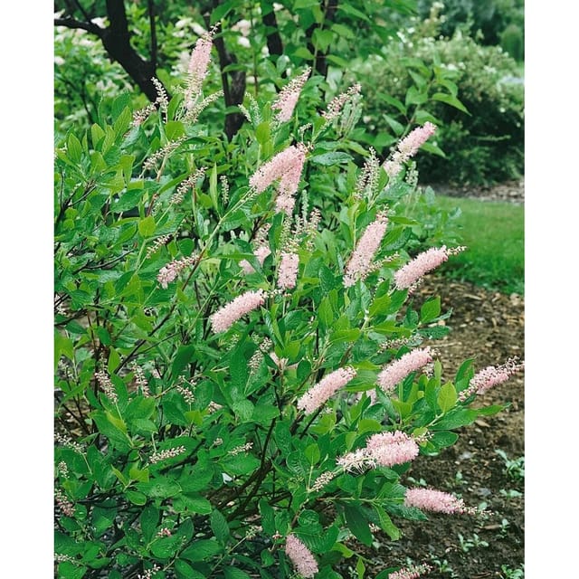 Clethra Alnifolia Pink Spire Scheineller Rosa Blüten 60–80 cm