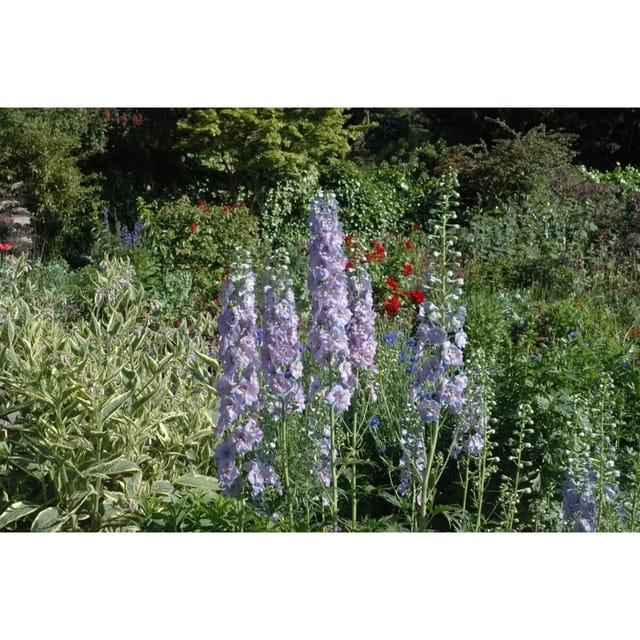 Delphinium X Elatum Werratal Rittersporn Ca. 11x11 cm Topf
