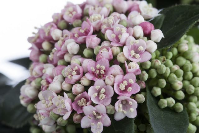 Viburnum Tinus Lorbeer-Schneeball Immergrün 50–60 cm