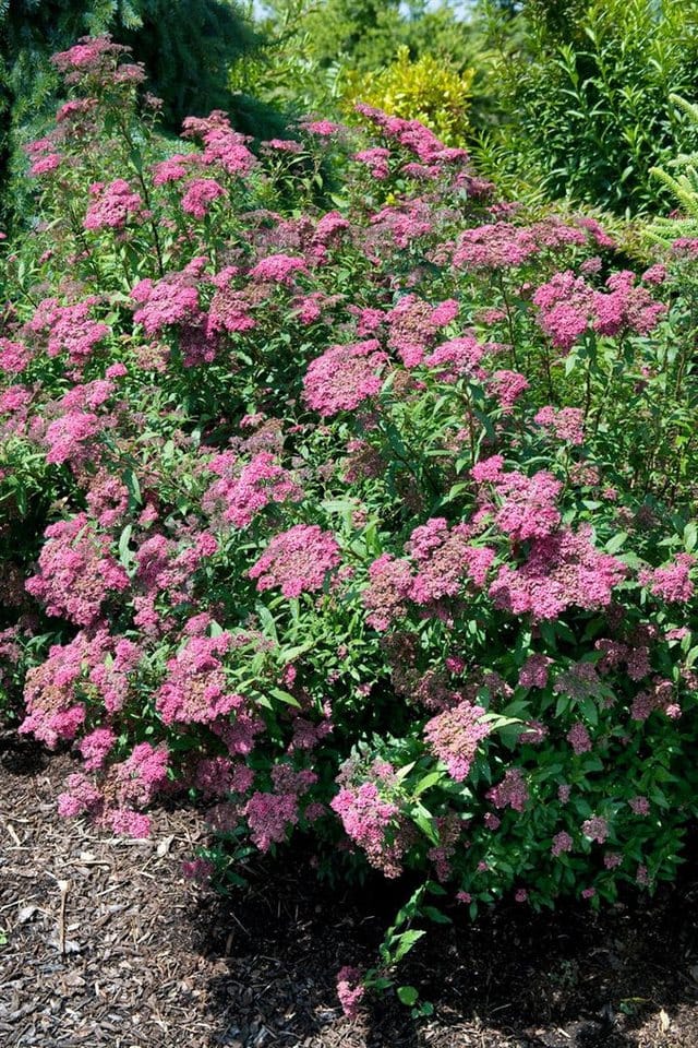 Spiraea Japonica Darts Red Rote Sommerspiere 30–40 cm