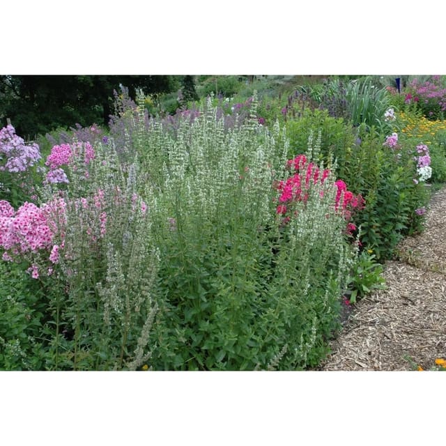 Agastache Rugosa Alba Koreanische Minze Ca. 9x9 cm Topf