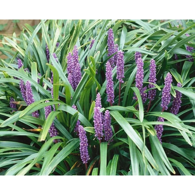 Liriope Muscari Ingwersen Lilientraube 20-40 cm