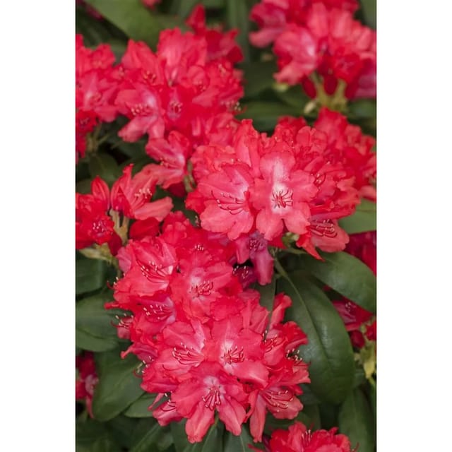 Rhododendron Yakushimanum Astrid Rhododendron Rot 25–30 cm
