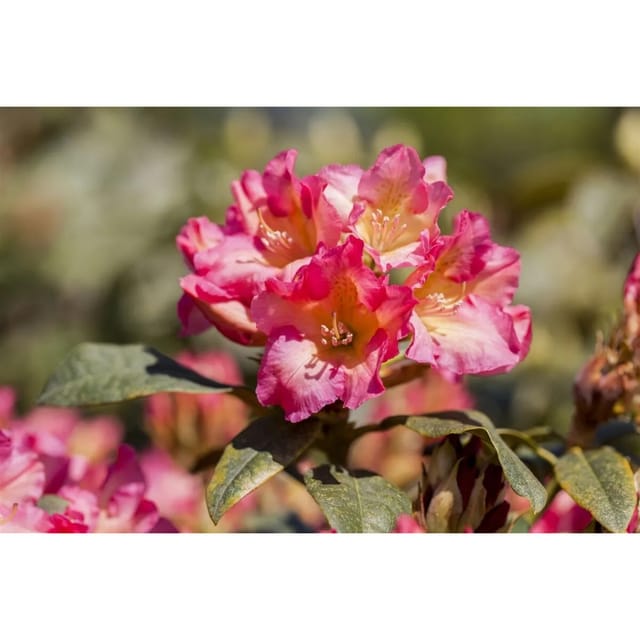 Rhododendron Yakushimanum Barbarella Rosa Blüten 30–40 cm