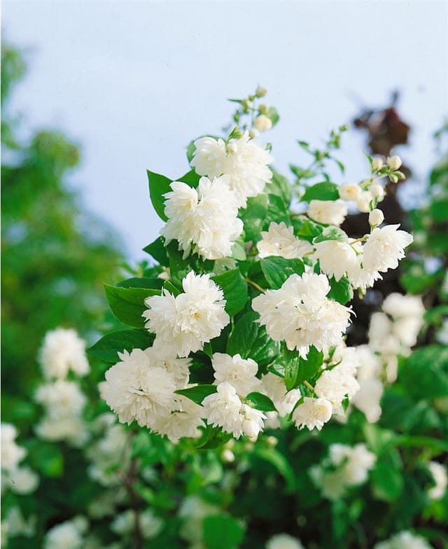 Philadelphus Schneesturm Duftjasmin Weiß 40–60 cm