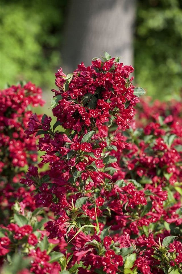 Weigela Eva Rathke Weigelie Karminrot 60–100 cm