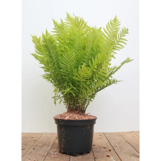 Matteuccia Struthiopteris Straußenfarn 30-40 cm