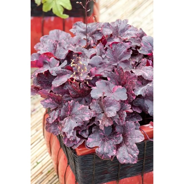 Heuchera Micrantha Midnight Rose Purpurglöckchen 2 Liter Container