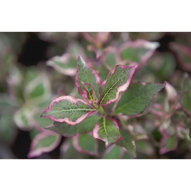 Weigela Florida Monet Weigelie Buntes Laub 30–40 cm
