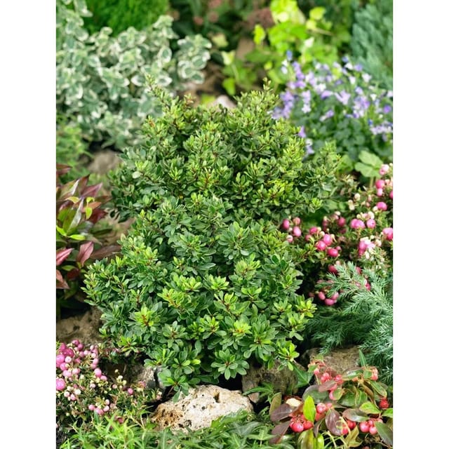 Berberis Thunbergii Kobold Heckenberberitze Kompakt 15–20 cm