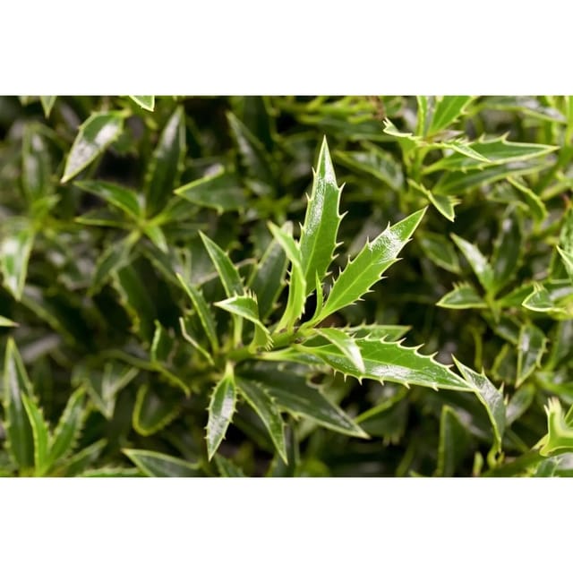 Ilex Aquifolium Myrtifolia Stechpalme 25–30 cm