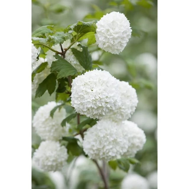 Viburnum Opulus Roseum Schneeball Weiße Blüten 125–150 cm