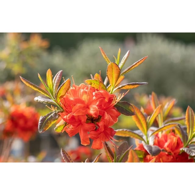 Rhododendron In Sorten Sorte - Luteum Firebal 30- 40 cm