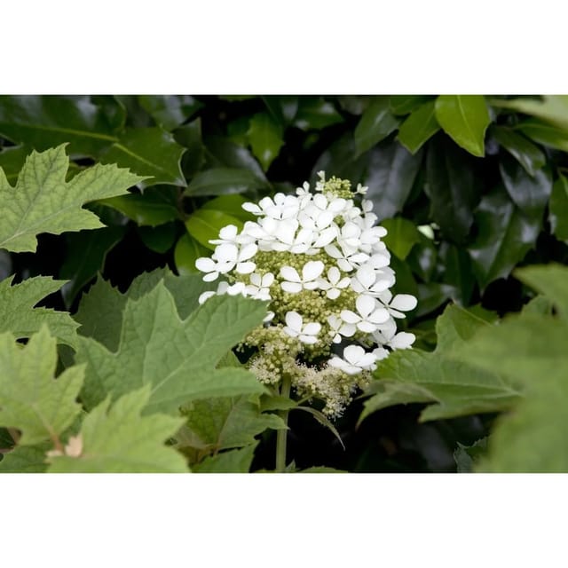 Hydrangea Quercifolia Eichenblatthortensie 60–80 cm