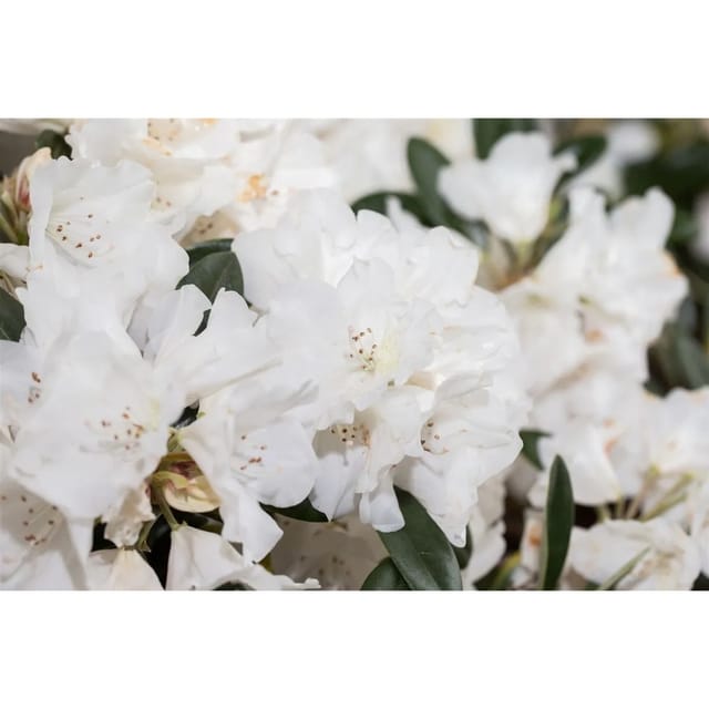 Rhododendron Roxieanum Var. Oreonastes Immergrün 30–40 cm