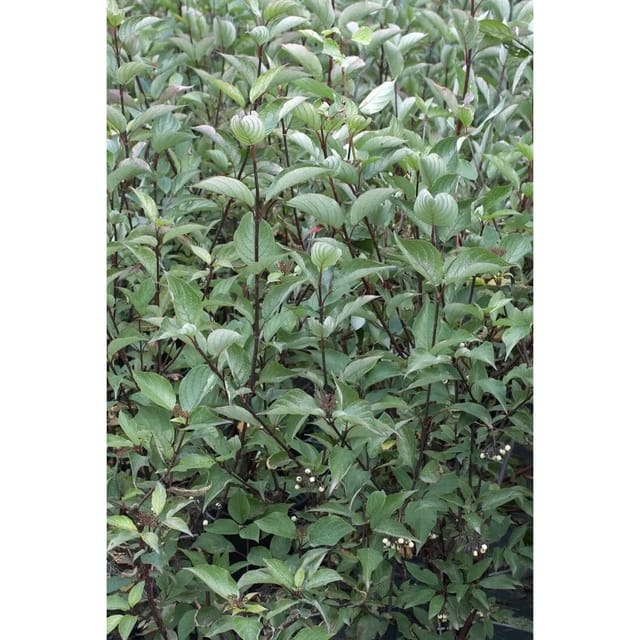 Cornus Alba Kesselringii Hartriegel Dunkelrot 60–100 cm
