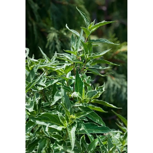 Diervilla Sessiliflora Butterfly Strauch Gelb 30–40 cm
