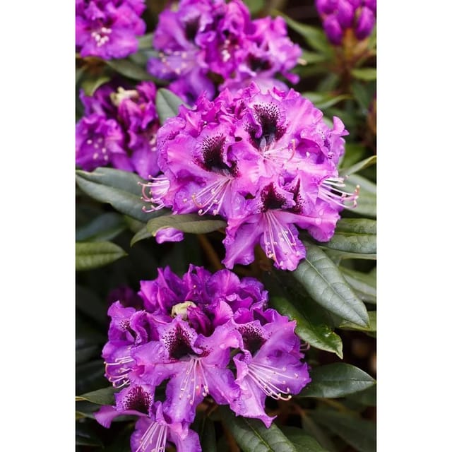 Rhododendron Hybr. Blaue Jungs Rhododendron Blau 30–40 cm