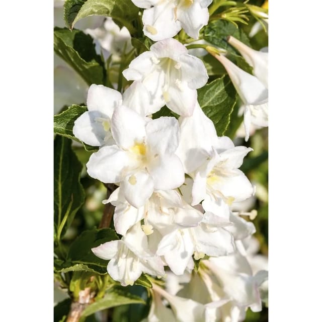 Weigela Candida Weigelie Weiß 40–60 cm