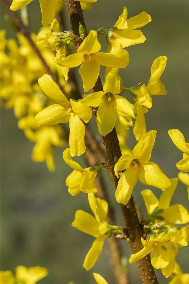 Forsythia Lynwood Goldglöckchen Leuchtend Gelb 60–80 cm