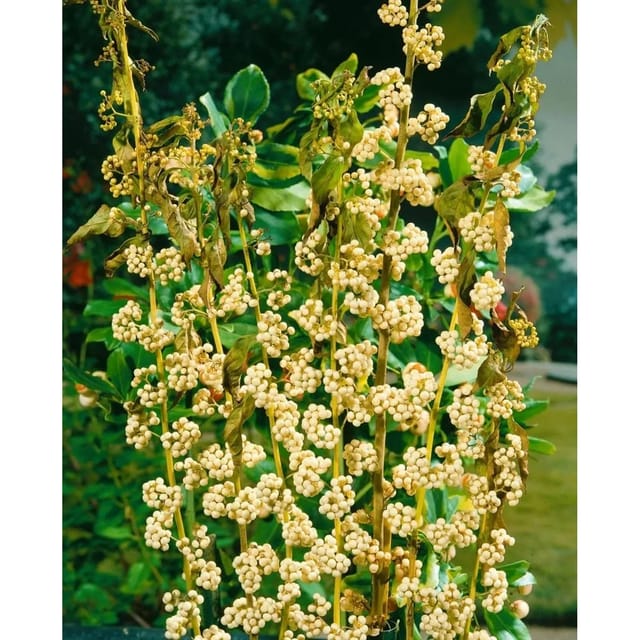 Callicarpa Japonica Leucocarpa Schönfrucht Weiße Beeren 100–125 cm