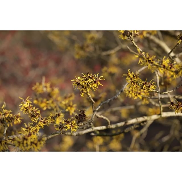 Hamamelis Intermedia Westerstede Zaubernuss Gelb 40–60 cm