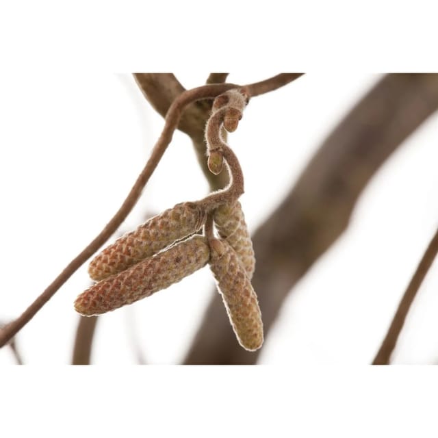 Corylus Avellana Contorta Korkenzieherhasel 60–80 cm