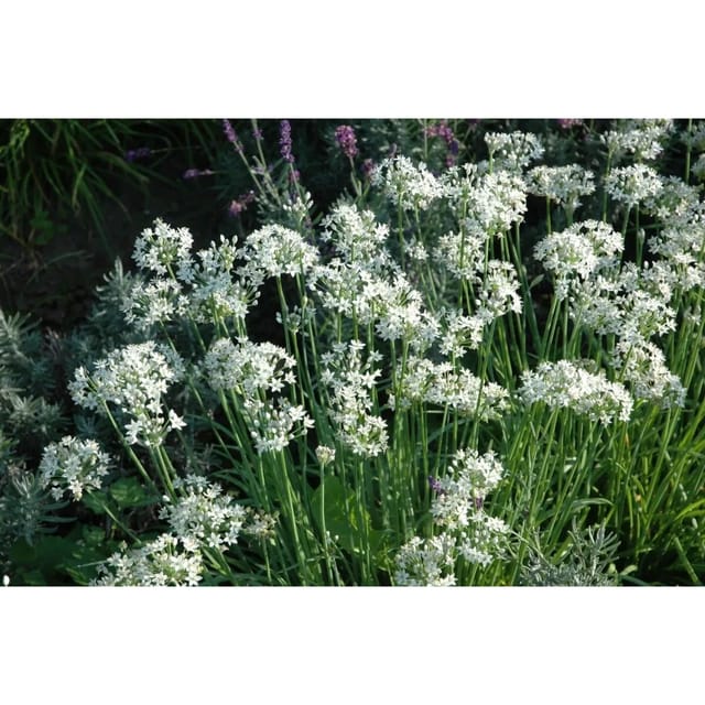 Allium Tuberosum Schnittknoblauch Ca. 9x9 cm Topf