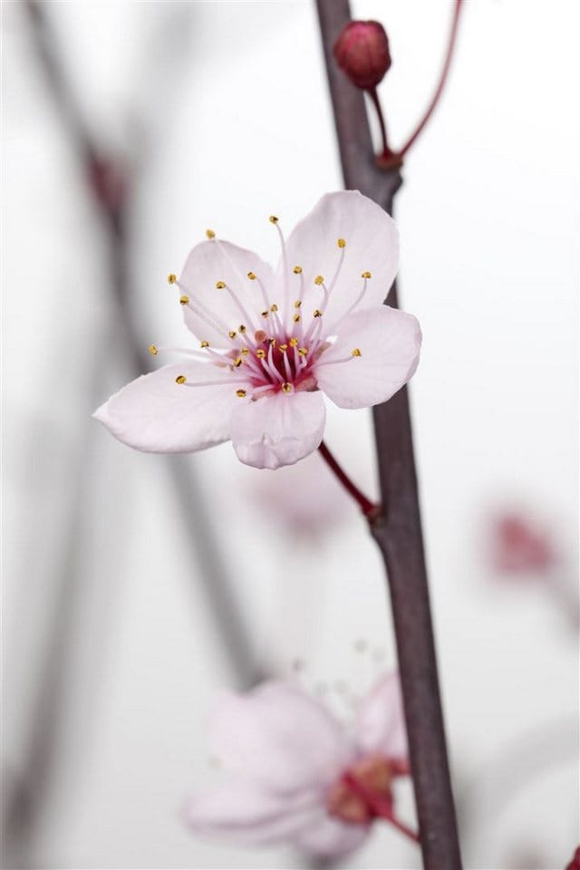Prunus Cerasifera Nigra Blutpflaume Dunkelrot 80–100 cm
