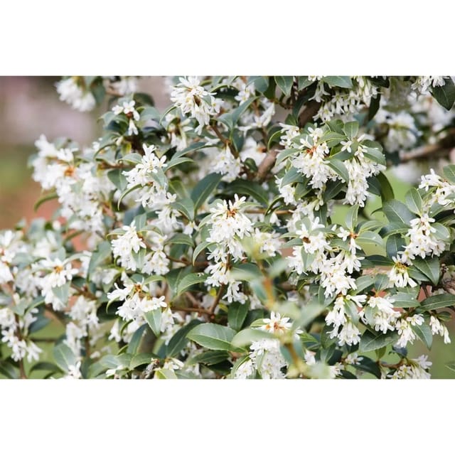 Osmanthus Burkwoodii Duftblüte Immergrün 40–60 cm