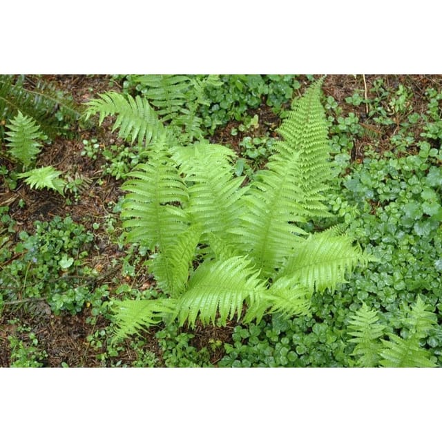 Polystichum Setiferum Proliferum Schildfarn Ca. 9x9 cm Topf