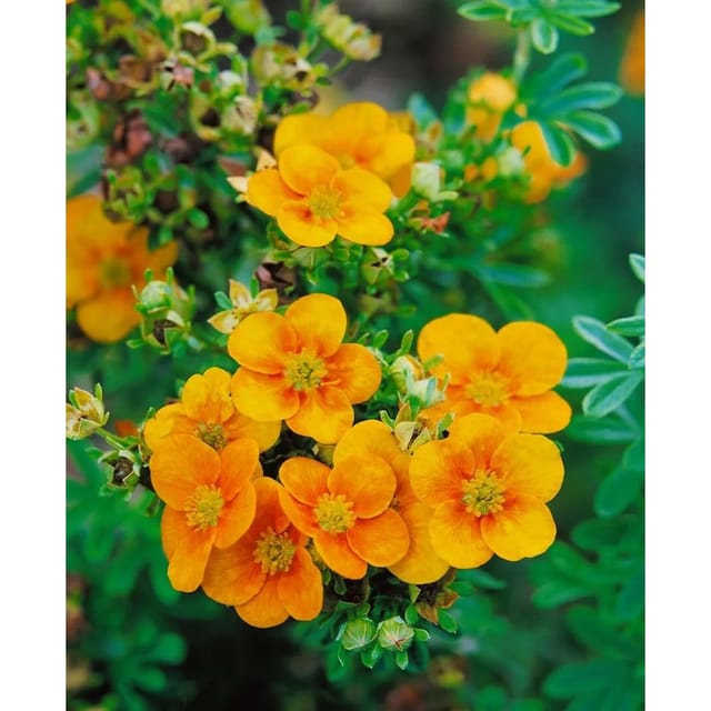 Potentilla X Cult. William Rollisson Fingerstrauch Gelb Ca. 9x9 cm Topf
