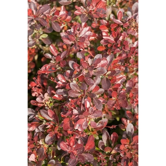 Berberis Thunbergii Atropurpurea Nana Blutberberitze Purpurrot 30–40 cm