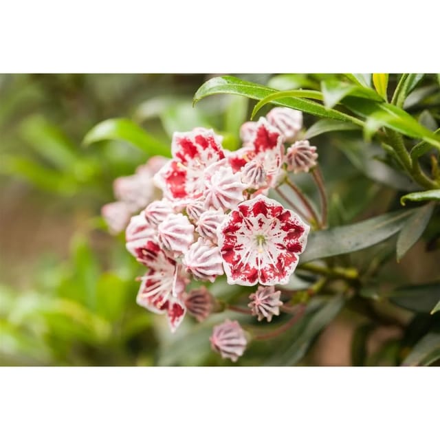 Kalmia Latifolia Nani Berglorbeer Rosa Blüten 20–30 cm