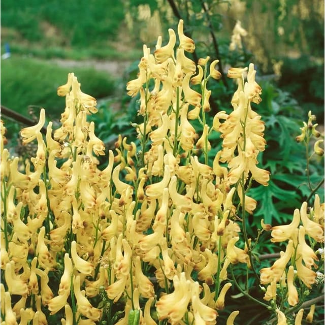 Aconitum Lycoctonum Ssp.vulparia Gelber Eisenhut Ca. 9x9 cm Topf