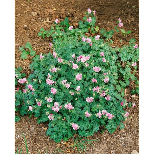 Geranium Cantabrigiense Biokovo Cambridge Storchschnabel Ca. 12 cm Topf