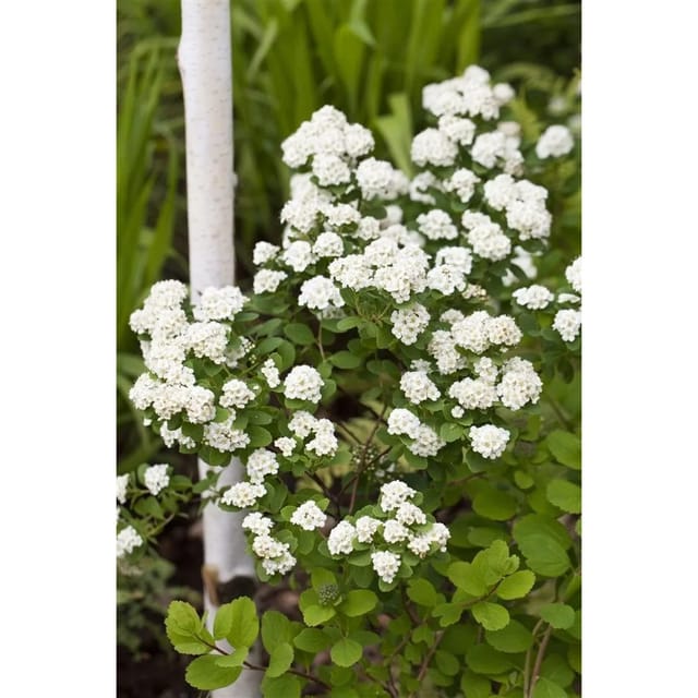 Spiraea Vanhouttei Prachtspiere Weiß 60–80 cm