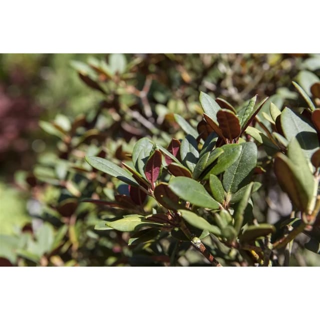 Rhododendron Neriiflorum Burletta Leuchtend Rot 30–40 cm