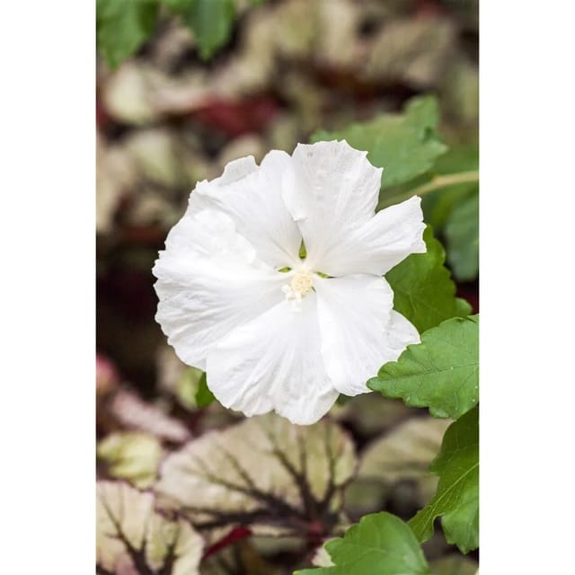 Hibiscus Syriacus Diana Gartenhibiskus Weiß 80 cm Stammhöhe