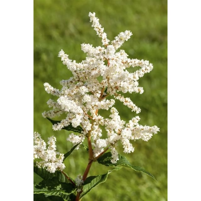 Astilbe Japonica Deutschland Prachtspiere Ca. 9x9 cm Topf