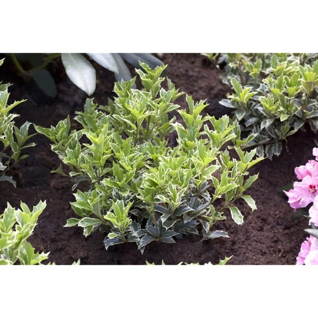 Osmanthus Heterophyllus Variegatus Duftblüte Immergrün 20–25 cm
