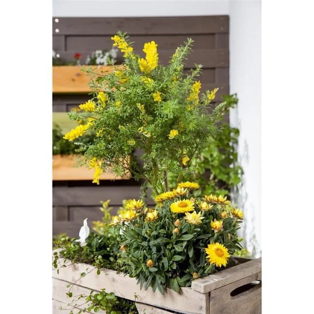 Cytisus Nigricans Cyni Schwarzginster Gelb 40–60 cm