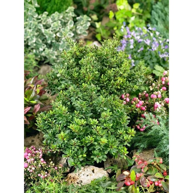 Berberis Thunbergii Kobold Heckenberberitze Kompakt 25–30 cm