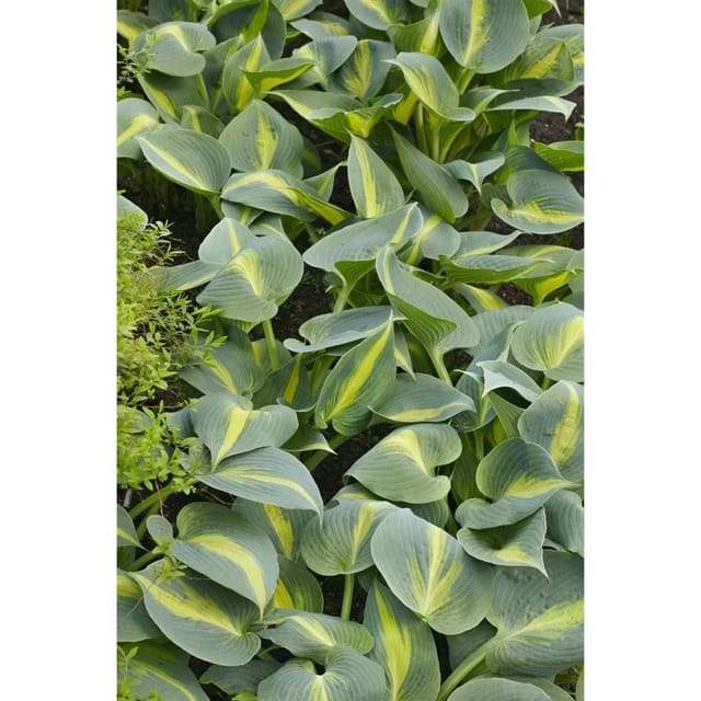 Hosta Catherine 2 Liter Container